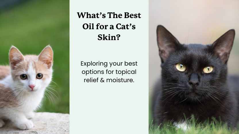 two images of cats and text with the title "What's the best oil for a cat's skin"