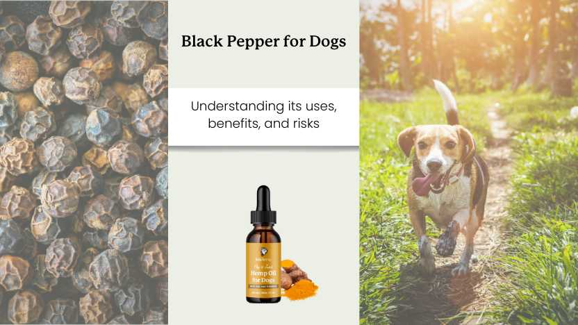 this image contains an image of back pepper, a bottle of lolahemp hip & joint oil, and an image of a dog in the sunshine with text that says "black pepper for dogs"