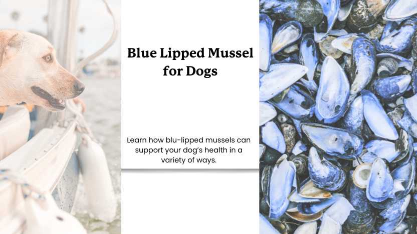 This image contains a dog looking off of a boat at some blue lipped mussels and text that reads "blue lipped mussels for dogs".