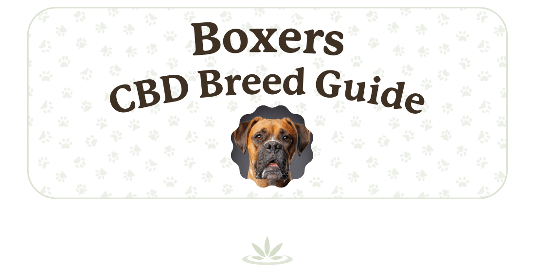 Boxers CBD Breed Guide