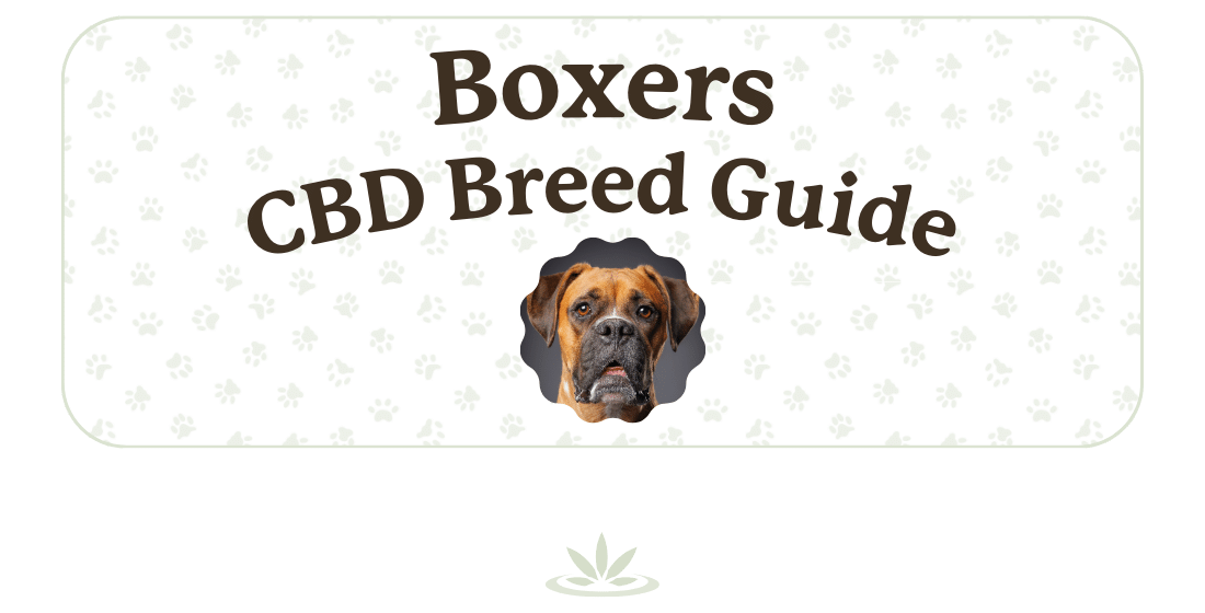 Is CBD Oil for Boxers Beneficial? | Breed Overview