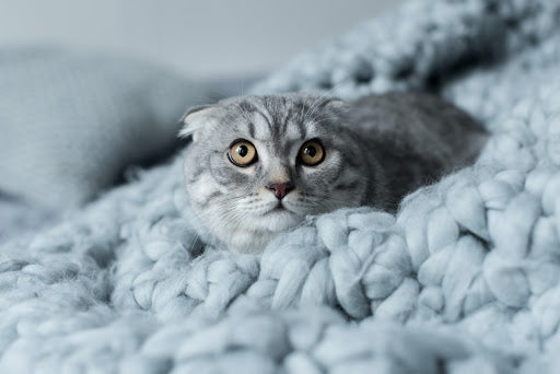 cat poking head out of blanket