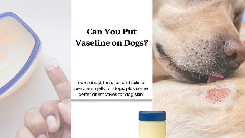 An image of petroleum jelly and a dog licking a hot spot, plus text that says "can you put vaseline on dogs?"
