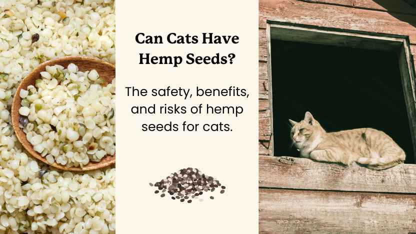 hemp seeds for cats - image of hemp seeds, and an image of a cat on a barn