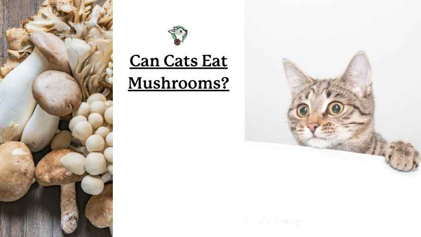 image of mushrooms and a cat with text that reads "can cats eat mushrooms?"