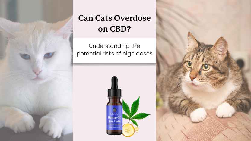 two old cats, a bottle of cbd oil, and text that says "Can Cats Overdose on CBD?"