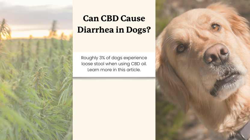 Can CBD Cause Diarrhea in Dogs?