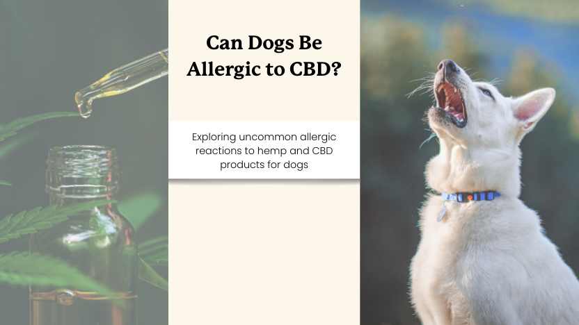 image of cbd oil being dropped and a dog sneezing with text "can dogs be allergic to cbd?"