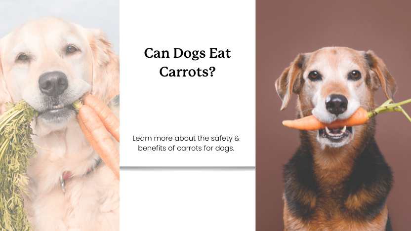 this image shows two dogs with carrots in their mouth and text that reads "can dogs eat carrots?"
