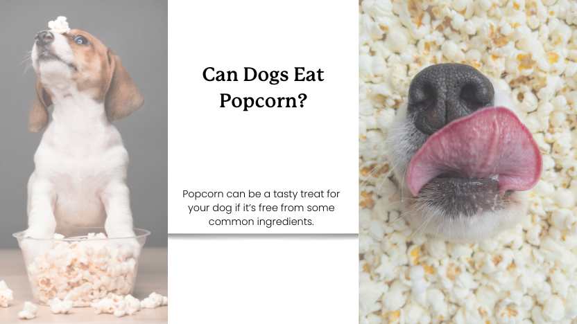this image shoes a beagle puppy in a bowl of popcorn, a picture of a dog's face covered in popcorn, and text that reads "can dogs eat popcorn?".