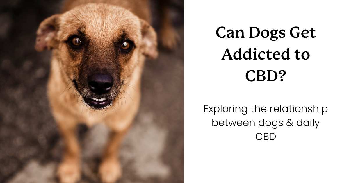this is an image of a dog looking at the camera and text that says "can dogs get addicted to CBD?