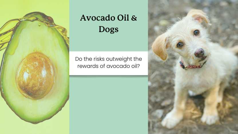 image of a dog and an avocado with text that says "Avocado Oil & Dogs"