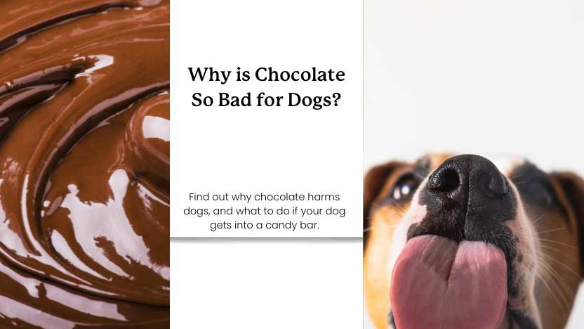 picture of a dog licking chocolate with text that reads "why is chocolate so bad for dogs" and a short description.