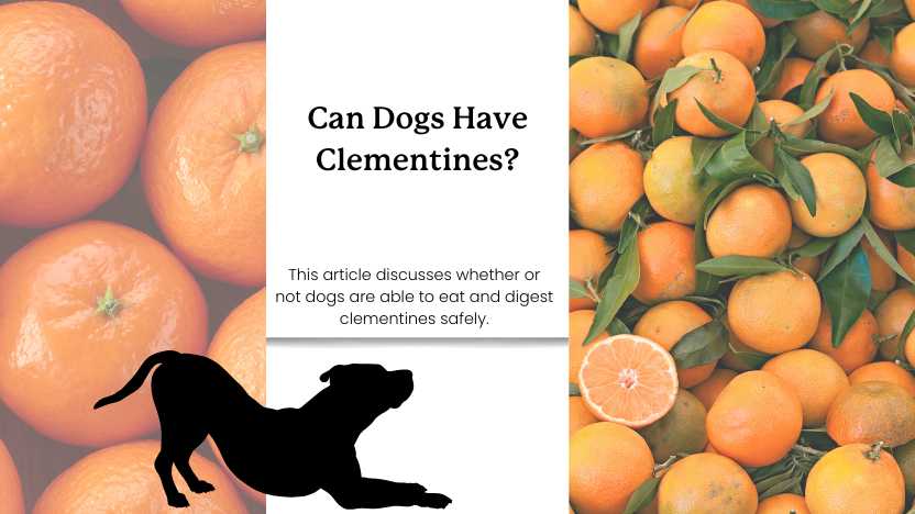Two images of clementines and a dog with text that reads "can dogs have clementines."