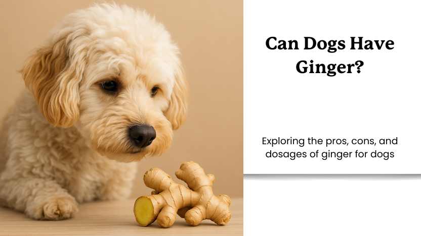 An image of a dog with Ginger and text that reads "can dogs have ginger?"