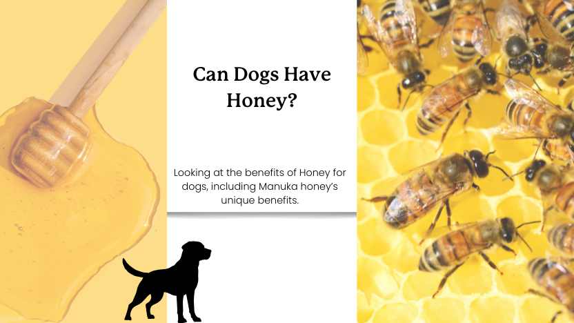 This image shows honey and a dog with text that reads "can dogs have honey?"