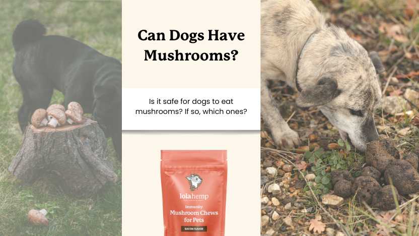 Two dogs near mushrooms with text that says "can dogs have mushrooms?"