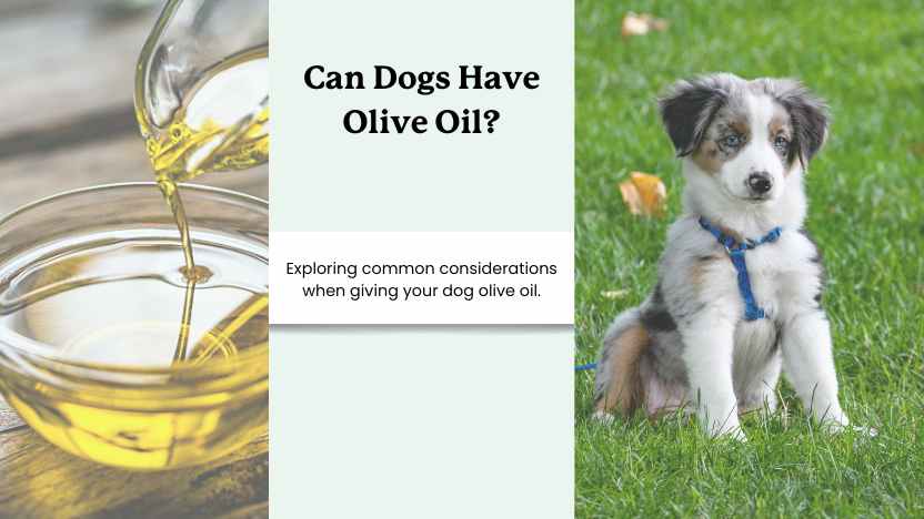 image of olive oil and a cute dog with text that says "can dogs have olive oil"