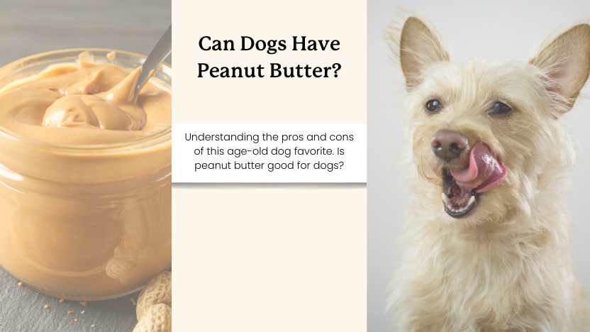 image of peanut butter and dog licking lips with text that reads "can dogs have peanut butter"?