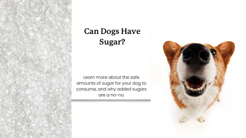 sugar and a dog's nose with text that reads "can dogs have sugar?" and a brief description.