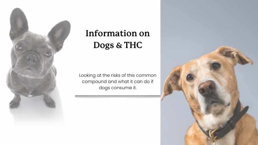 two dogs curiously looking at the camera with text that says "information on dogs & THC."