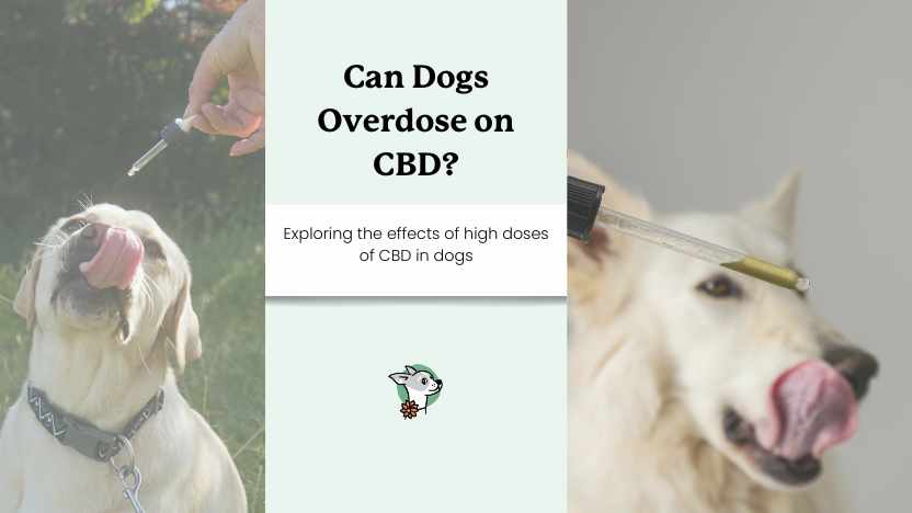 two dogs taking CBD oil and text that says "can dogs overdose on CBD?"