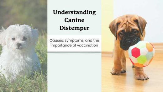 two young dogs, and text that says "understanding canine distemper"