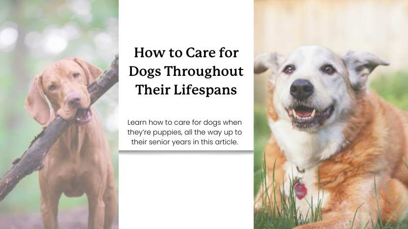 This image shows a young dog and an old dog with text that says "how to care for dogs throughout their lifespans."