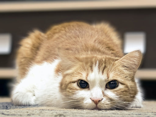 cute cat with head on floor