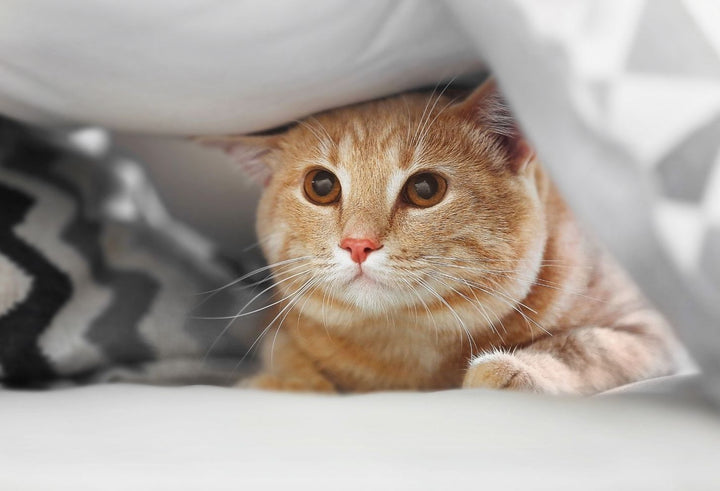 cat hiding under comforter 