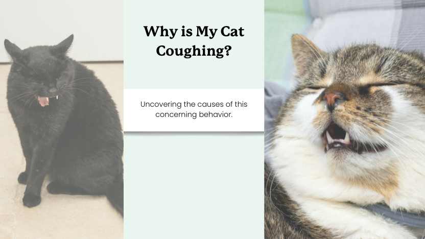 two cats coughing with text that reads "why is my cat coughing"