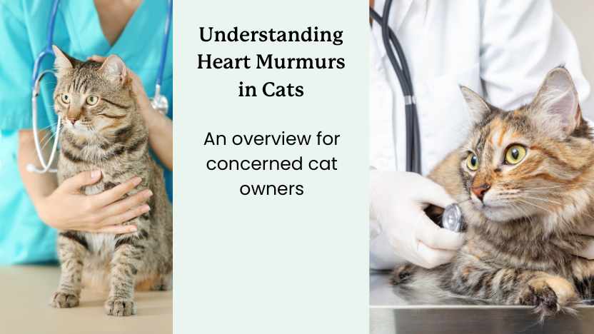 This image shows cats having their hearts checked by veterinarians.