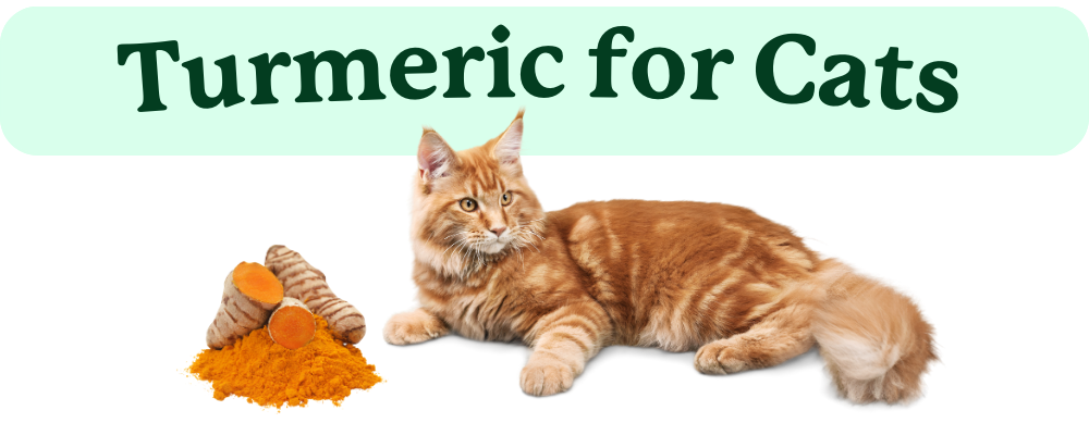 Is Turmeric Good for Cats?