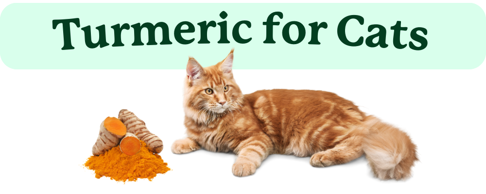 Turmeric for Cats | Lolahemp