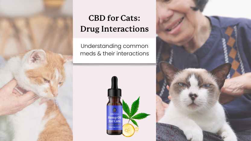 This image shows two senior cats, text that says "CBD for cats: drug interactions" and a bottle of CBD oil for cats made by Lolahemp