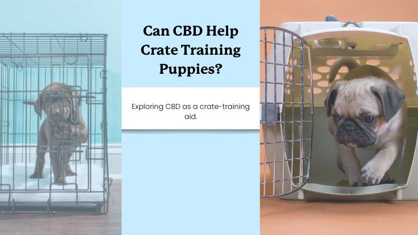 two puppies in crates and text that says "can cbd help crate training puppies?"