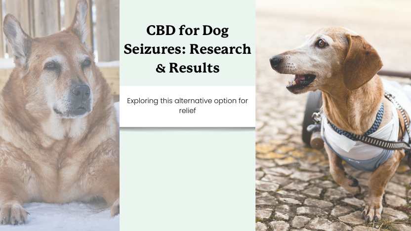 two senior dogs vulnerable to seizures and text that reads "cbd for dog seizures: research & results"