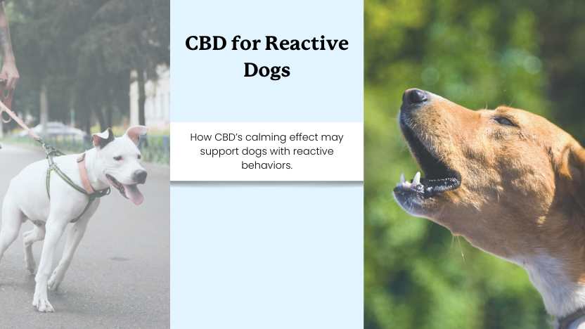 Two reactive dogs and text that reads "cbd for reactive dogs"