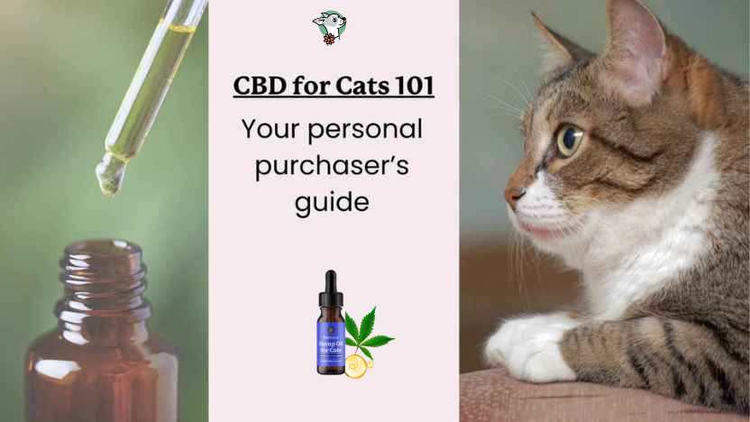 an image of cbd oil, a curious cat, and a bottle of Lolahemp's CBD oil for cats with text that reads "CBD for cats 101 your personal purchaser's guide"