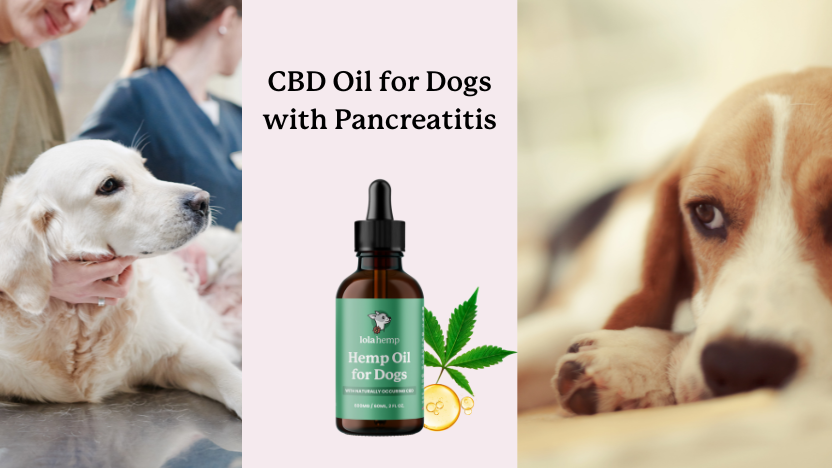 This image shows two dogs who look to be in discomfort, text that says "CBD oil for dogs with pancreatitis", and an image of Lolahemp's CBD oil for dogs.