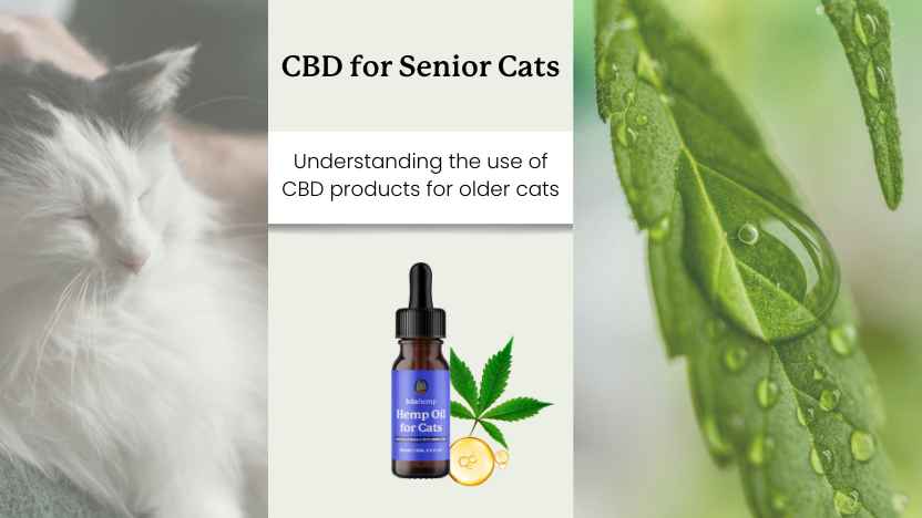 This image shows a senior cat sleeping next to a bottle of lolahemp cbd oil for cats, and another image showing a dewy hemp leaf.