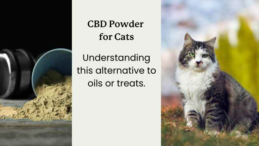 CBD powder next to a cat sitting in the grass