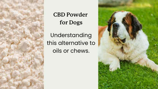 a pile of CBD powder next to a large dog laying in the grass.