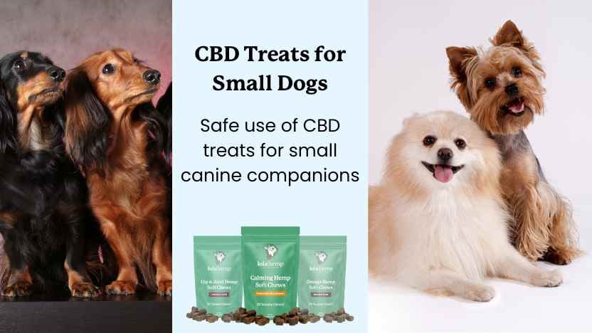 Image of 5 small dogs with three bags of CBD soft treats