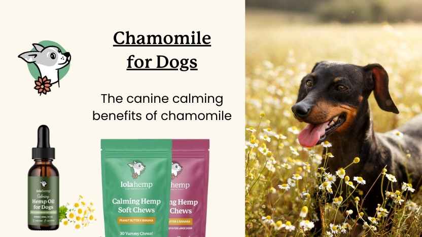 This image shows lolahemp's calming chews and calming oil for dogs next to a picture of a dog in flowers with text that says "chamomile for dogs."