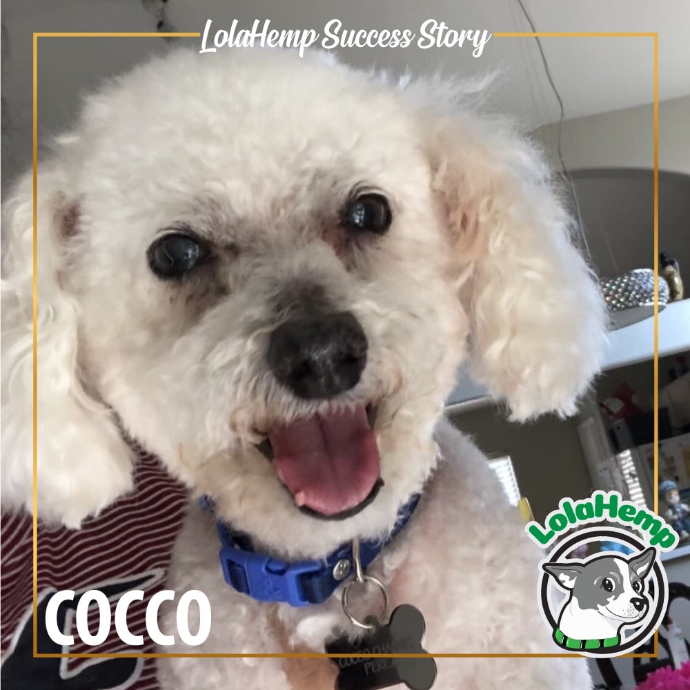 small white poodle dog smiling