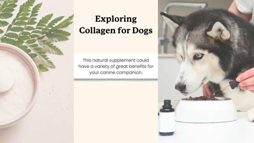 image of collagen and a dog with text that says "exploring collagen for dogs."