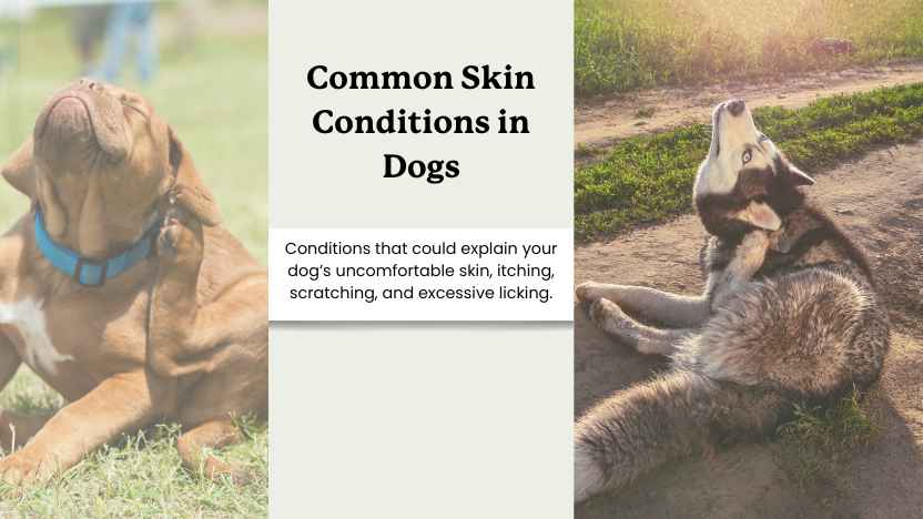 two scratching dogs and text that reads "common skin conditions in dogs"