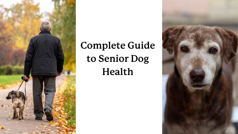 Complete guide to senior dog health - two senior dogs and an old man walking one.