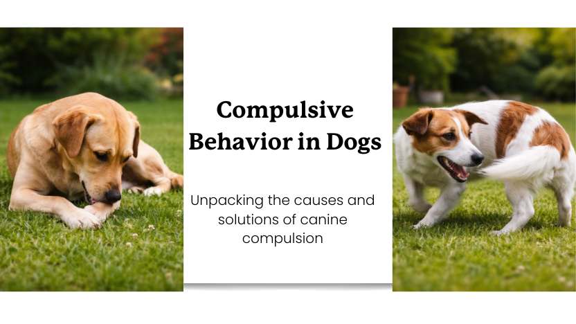 Compulsive behavior in dogs with examples